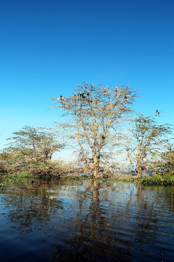 12天肯尼亚动物大迁徙自驾之旅,肯尼亚动物旅行