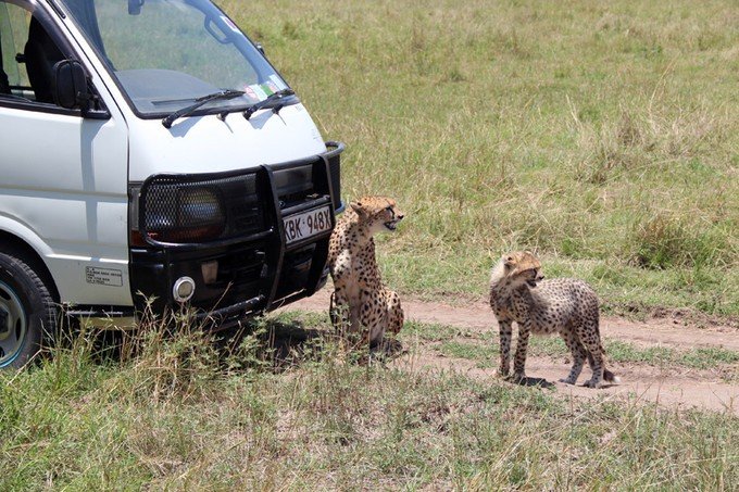 12天肯尼亚动物大迁徙自驾之旅,肯尼亚动物旅行