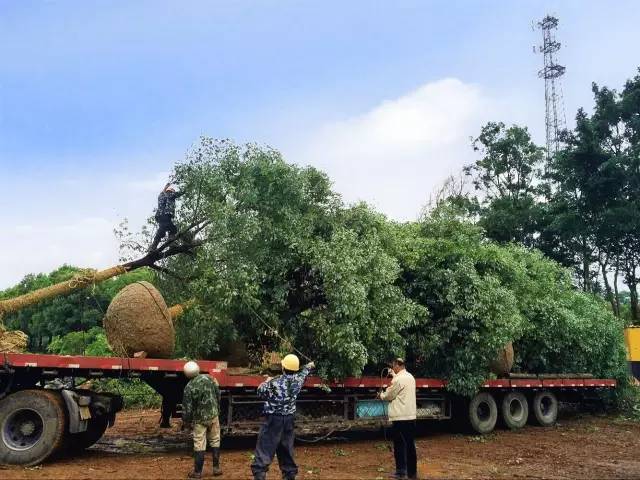 建迪士尼过程,迪士尼建造管理