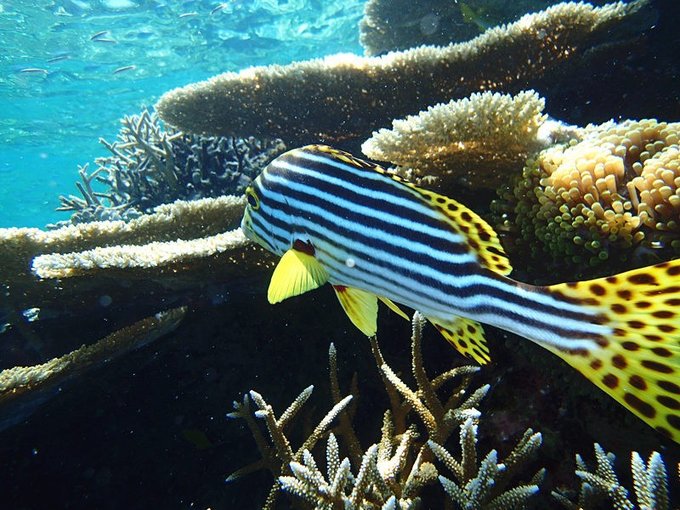 马尔代夫莉莉岛怎么玩,马尔代夫莉莉岛出海项目