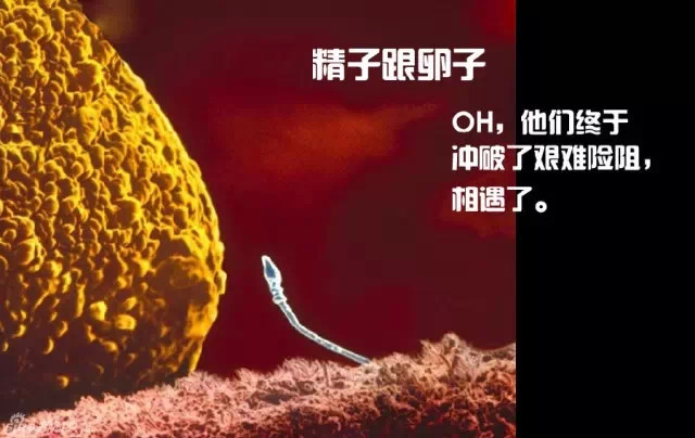 造人计划之前需要做的事,造人计划必须做的事