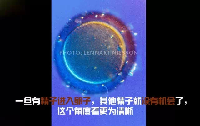 造人计划之前需要做的事,造人计划必须做的事