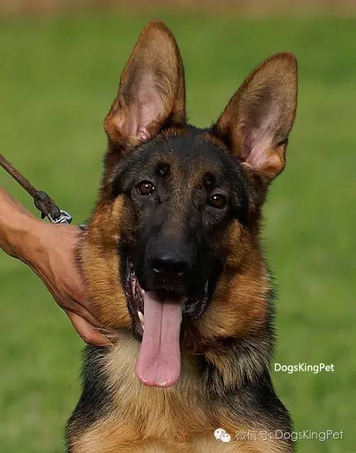 干将犬舍：魔力兹后代and皮诺后代