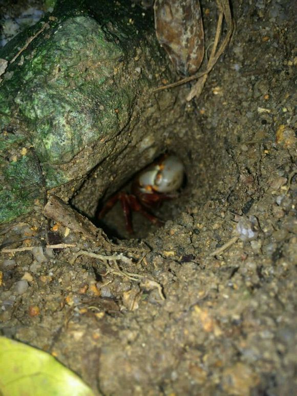 洞里发现玉石原石,洞里发现绿石