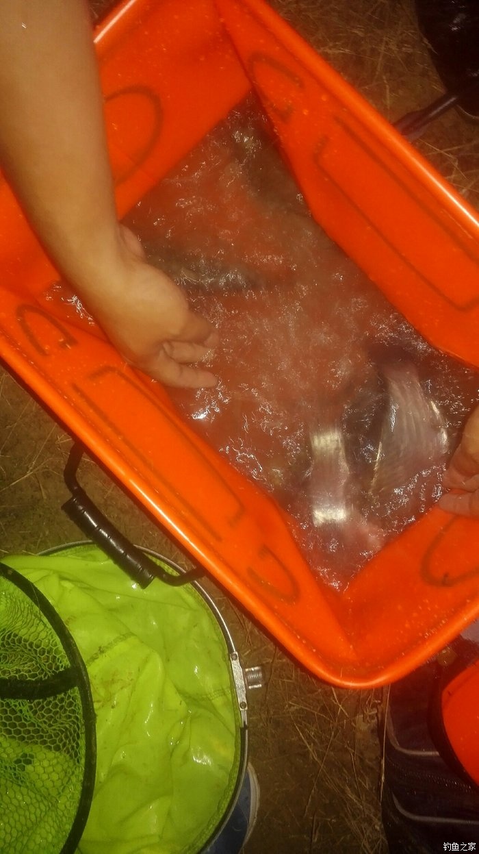 秋浦河冬钓板鲫,夜钓王二河图片