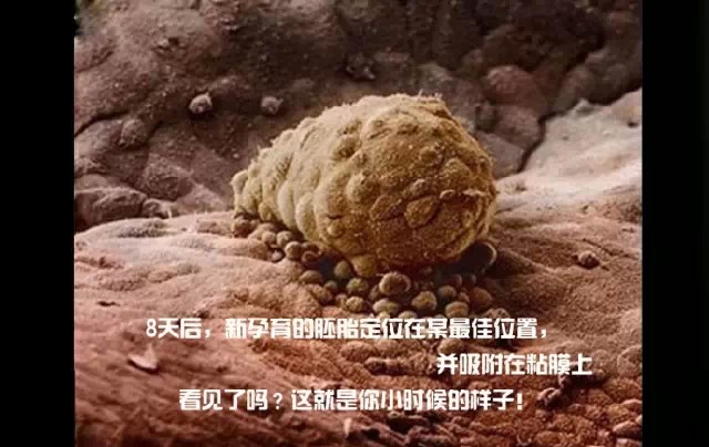 造人计划之前必须要做的几件事,造人是个很辛苦的事情