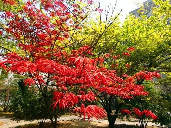 鸡爪槭和红枫长一样么,鸡爪槭和红枫长一样