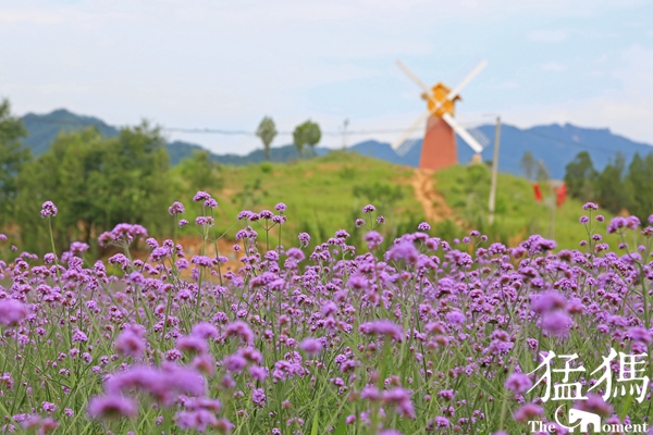 美爆了！国贫村成花海：鲁山34户贫困户，都成了景区大股东