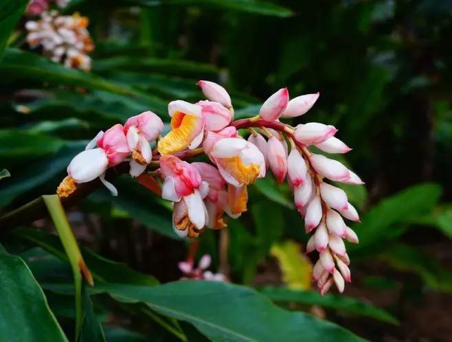 美得不行的月季图片,美得不行的月季