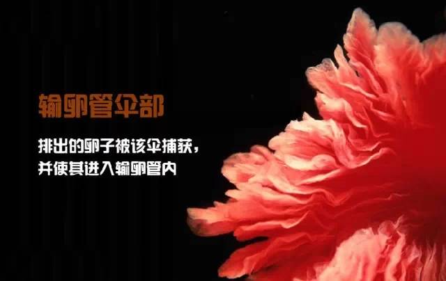 造人计划之前需要做的事,造人计划必须做的事