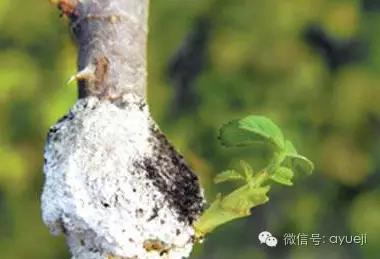 怎样防治月季虫害和病害,月季病害及防治药品清单