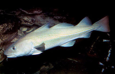 冰岛如何打败英国的,冰岛和英国打仗