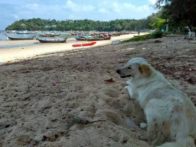小蚁运动相机旅行,小蚁运动相机国外