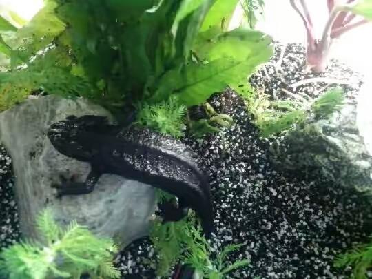 蝾螈养护,蝾螈的正确养殖方法