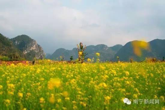 南宁漫山遍野的格桑花盛开,南宁最美小众花海