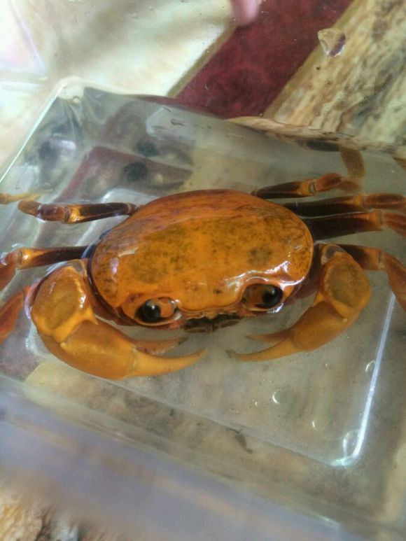 洞里发现玉石原石,洞里发现绿石