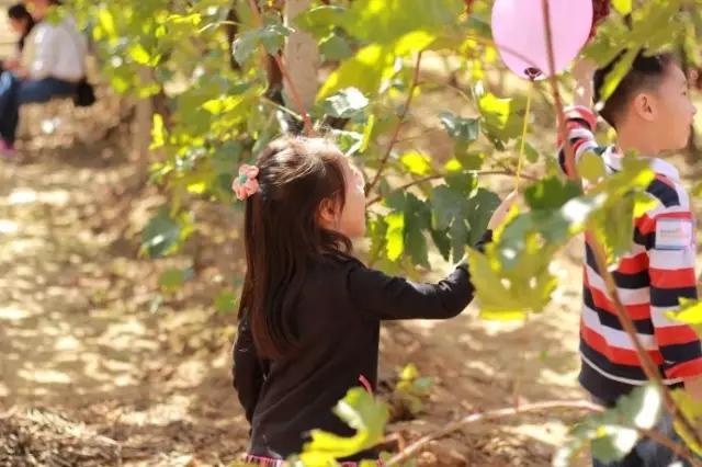 暑假去哪儿到白坭采摘夏日味道,暑假去哪玩新疆