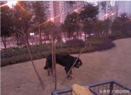 藏獒双眼流血苦等，生怕与主人错过，最终想了一个办法将带它走！