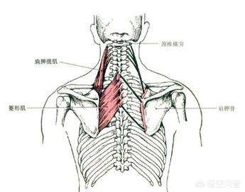 解决脖子前倾的问题,脖子伸不直如何改善