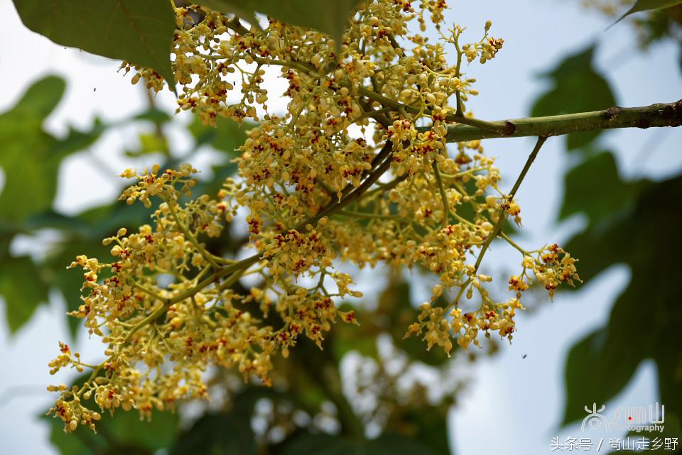 梧桐树真的能招来凤凰吗,梧桐树真的能引来凤凰吗