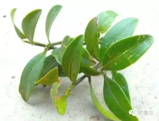 如何鉴别木的真假,真假木桐鉴别