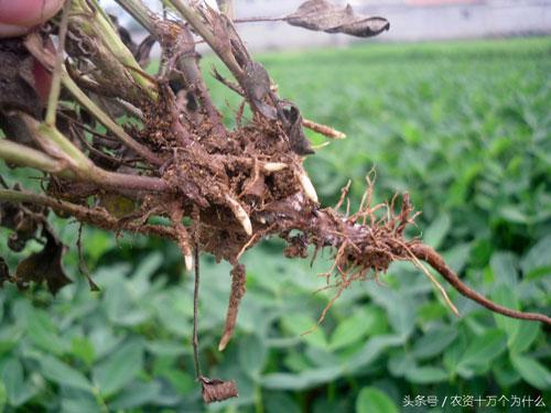 专治花生根腐病烂根死苗,花生死苗烂根怎样防治