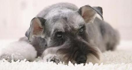 狗狗的10个征兆和表现,狗狗常见疾病及解决方法