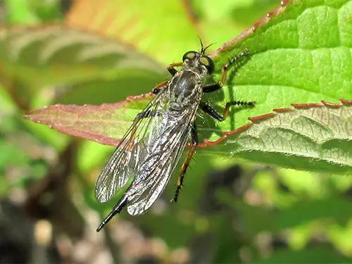 牛虻人畜皆害的吸血虫,牛虻吸血虫