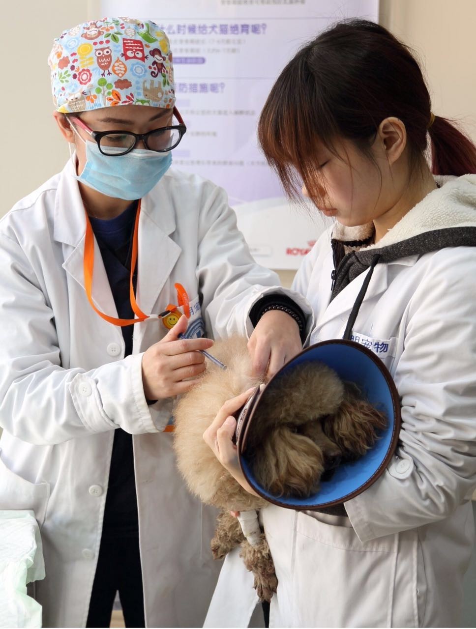 救助流浪猫狗视频,上海流浪猫狗救助中心