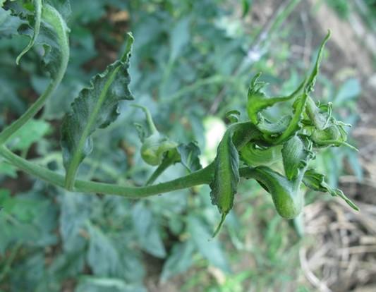 番茄向下卷叶是什么原因,番茄下部叶子卷起怎么回事