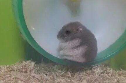 家里的仓鼠跑走了,家里的仓鼠跑出来了会躲在哪里