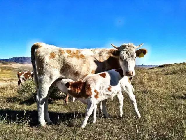 优秀手机摄影作品的五个要素,手机拍的作品