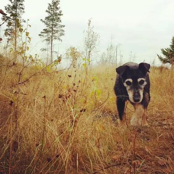尊重狗，就让它像狗一样的生活！