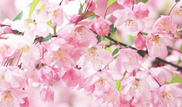 天津最迷人的樱花雨，愿你在花中起舞！