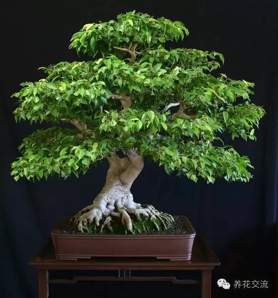 家庭的所有榕树盆栽,家庭养的榕树有什么品种