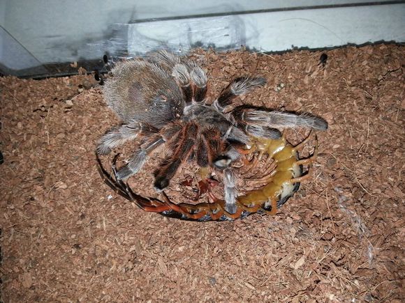 另类宠物推荐,智利火玫瑰狗狗