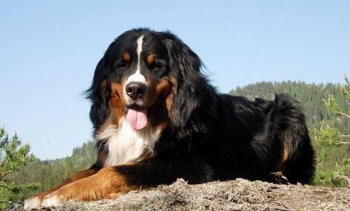 FCI的10个犬种组