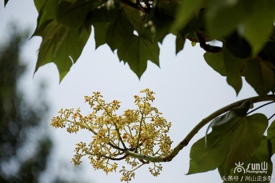 杩欐墠鏄湡姝g殑鍑ゅ嚢灞曠繀,杩欐墠鏄嚖鍑拌鏈夌殑鏍峰瓙