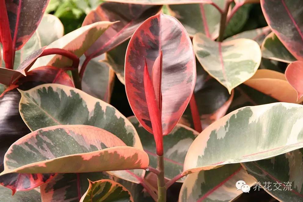 家庭的所有榕树盆栽,家庭养的榕树有什么品种