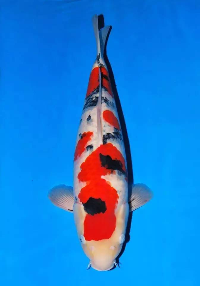 锦鲤养殖方法小视频,锦鲤的养殖方法和注意事项大全