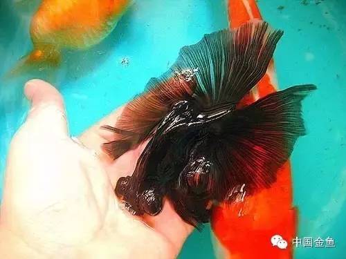 龙眼金鱼和蝶尾金鱼有什么区别,大尾金鱼品种图谱大全