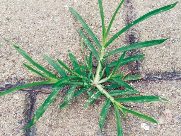 玉米田阔叶杂草怎么除,玉米田禾本科杂草怎么除