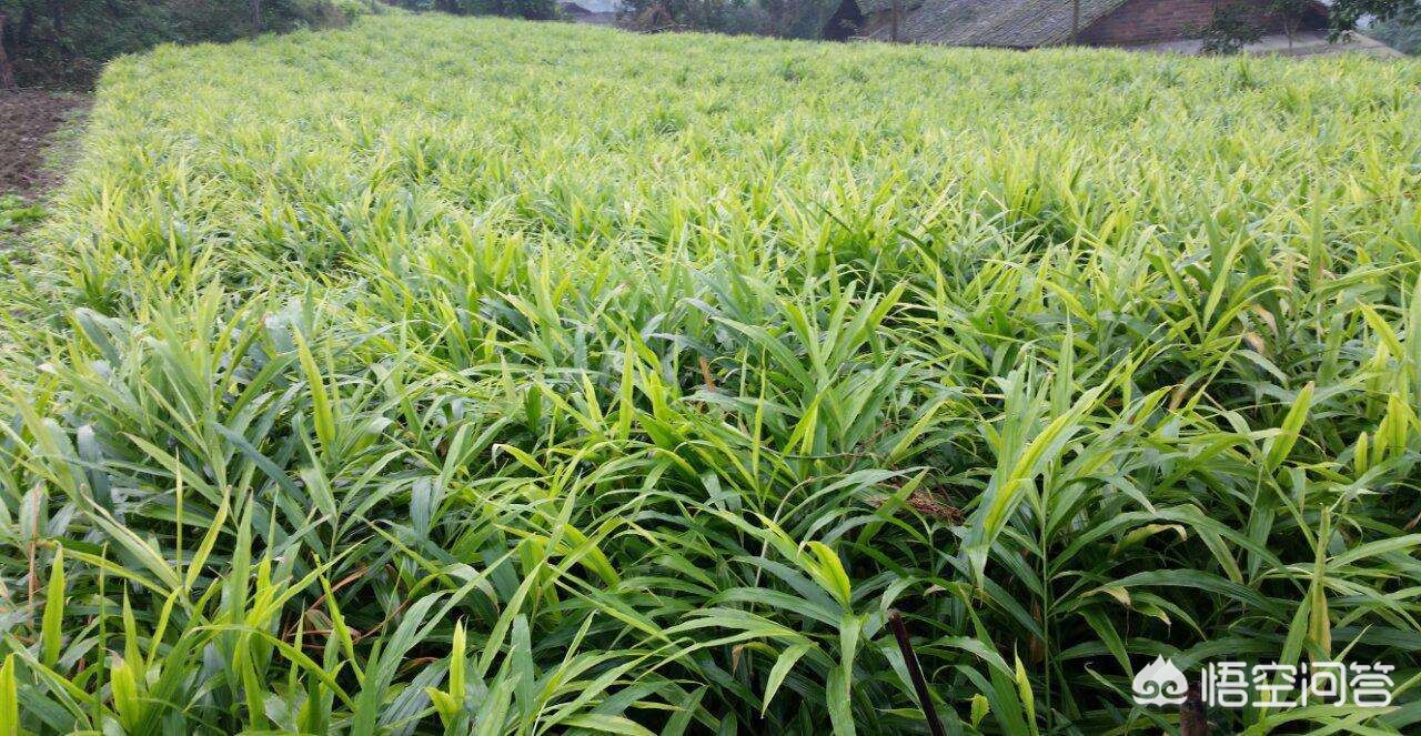 生姜种植技术怎样选择姜种,生姜种植技术怎样种植生姜