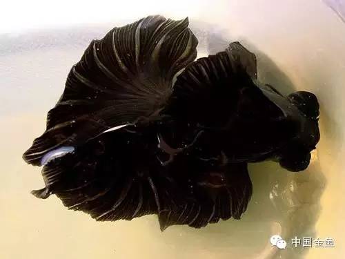 龙眼金鱼和蝶尾金鱼有什么区别,大尾金鱼品种图谱大全