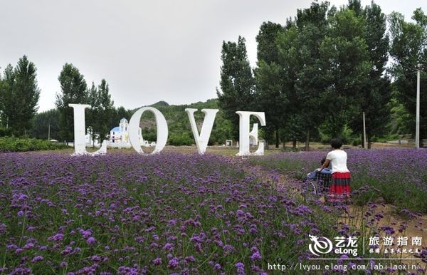 紫海香堤香草艺术庄园特色,紫海香堤香草艺术庄园怎么样