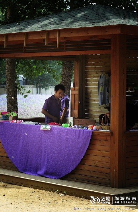 紫海香堤香草艺术庄园特色,紫海香堤香草艺术庄园怎么样