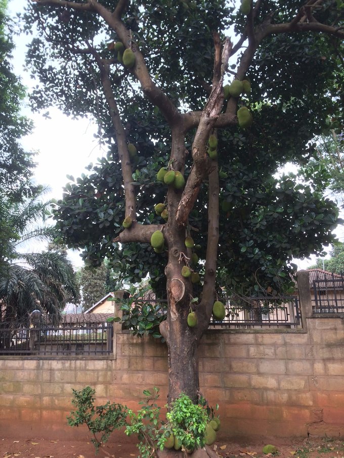 【非洲璀璨明珠】乌干达生活旅游指南