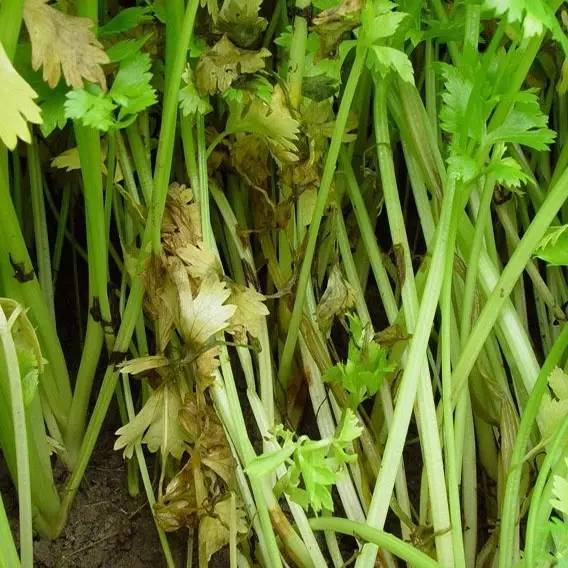 芹菜种植技术和管理方法及病害,芹菜苗期有哪些细菌性病害