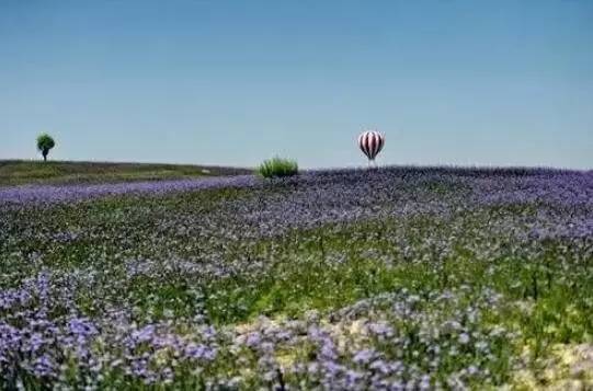 东方普罗旺斯紫色花海,普罗旺斯绚丽花海