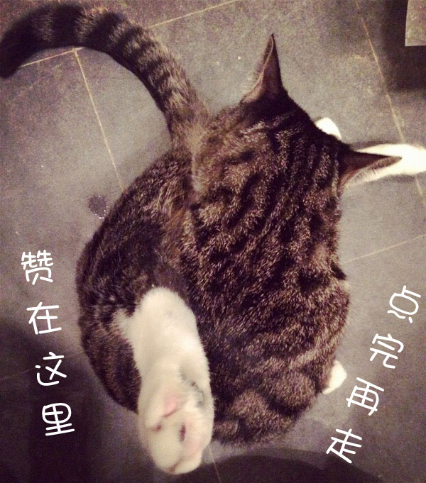 宠物驱跳蚤最有效的方法,自己在家怎么给宠物除蚤